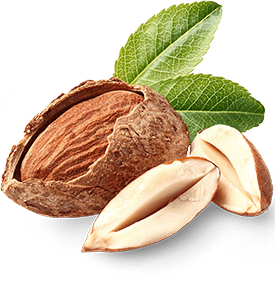 Almond PNG-50683